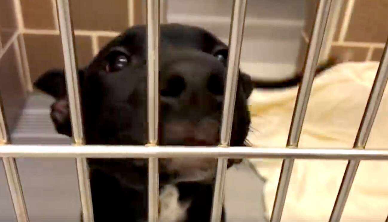 Viral Video Proves The Best Thing To Do For Holidays Is Adopt A Dog ...