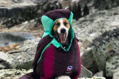 Dog and cat cuddled up in sleeping bag together