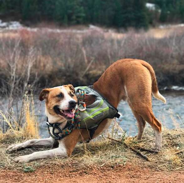 Dog wearing packs while hiking