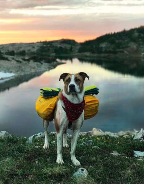 Dog on top of cliff in national park