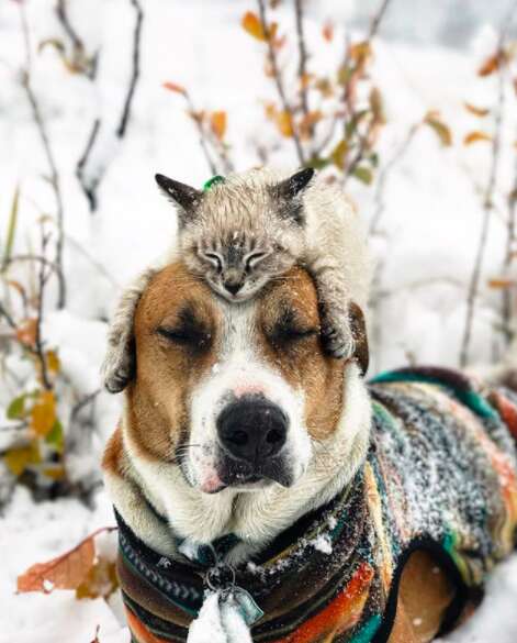 Cat lying on top of dog's head