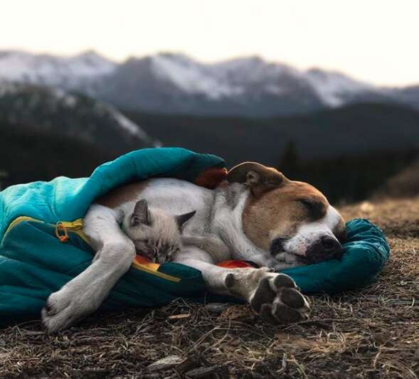 Dog and cat snuggling in sleeping bag together