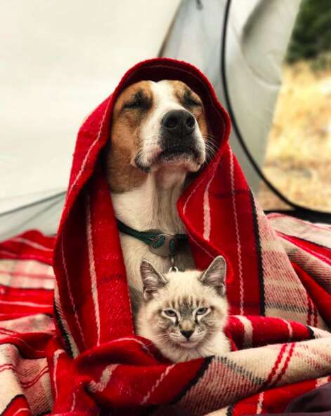 Dog and cat snuggling underneath blanket