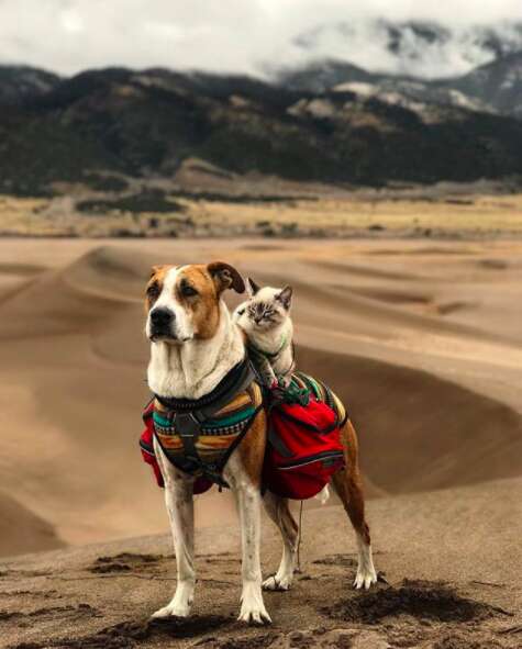Cat on top of dog's back while hiking