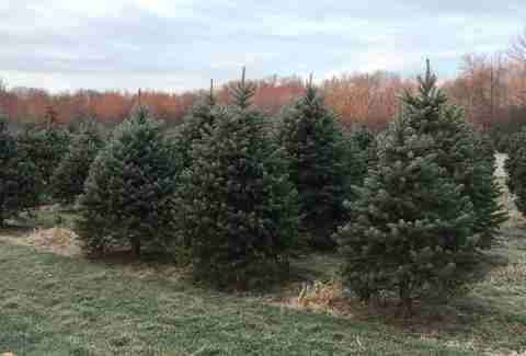 Best Christmas Tree Farms Near Nyc Where To Get A Tree In Nj Ct