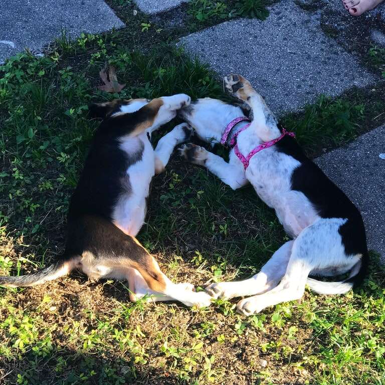 puppy sisters reunite