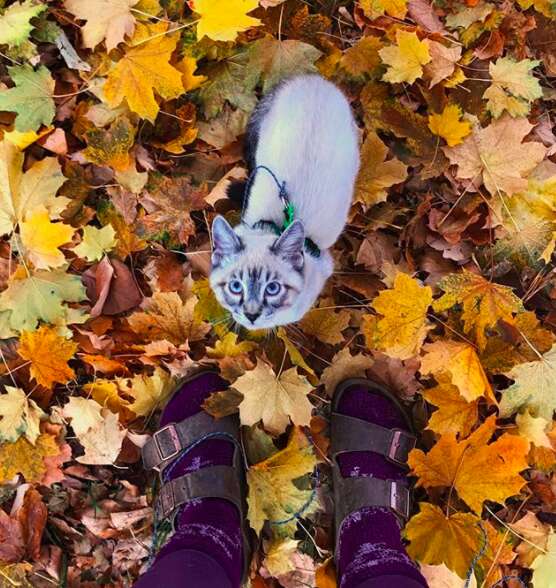 Siamese mix kitten looking up at the camera from the ground