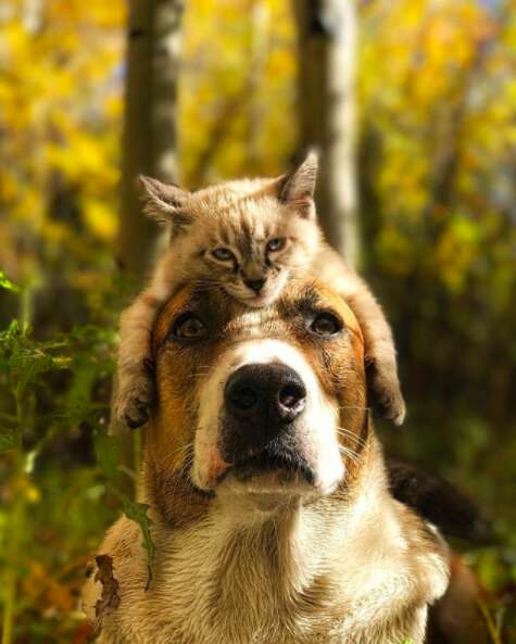 Kitten lying on top of dog's head