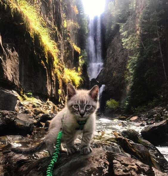Kitten on harness out for a walk