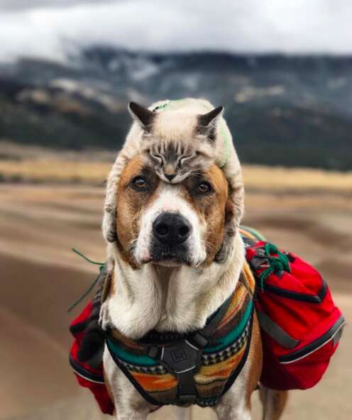 Cat lying on top of dog's head