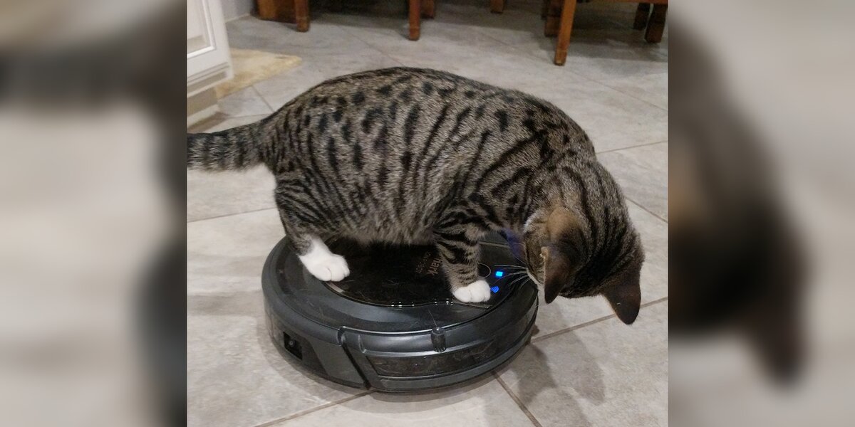 Cat riding hotsell a roomba