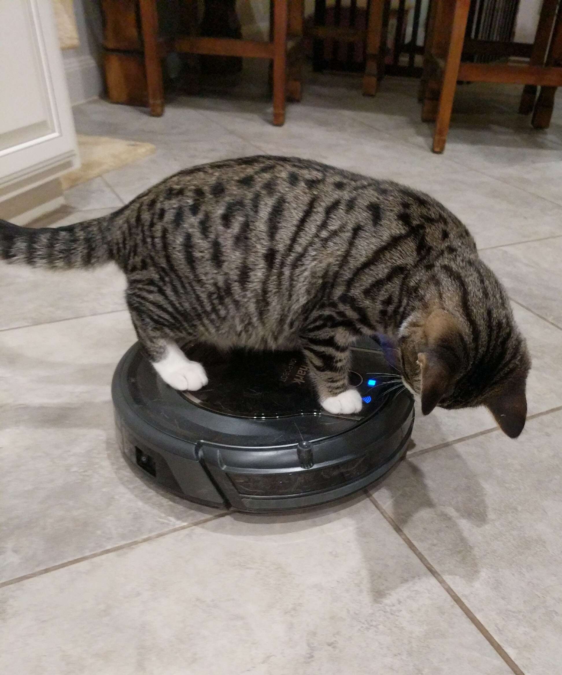 cat on a roomba