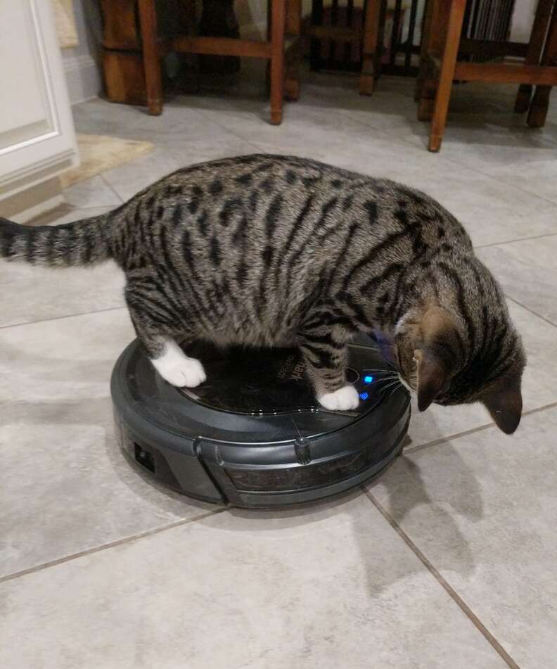 Cat riding a roomba best sale