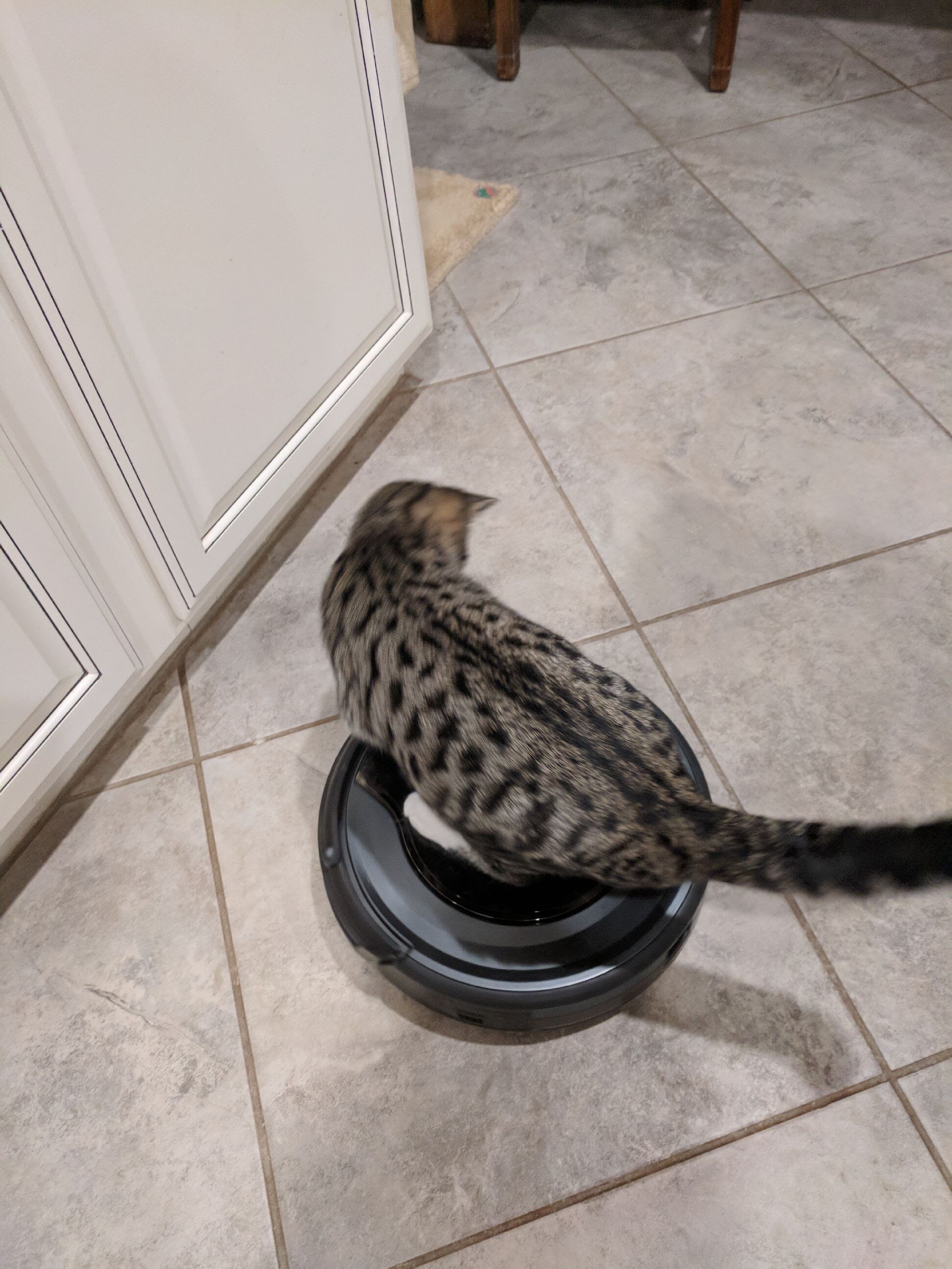 Rescue Kitten Loves Riding Around On Roomba In Hilarious Video - The Dodo