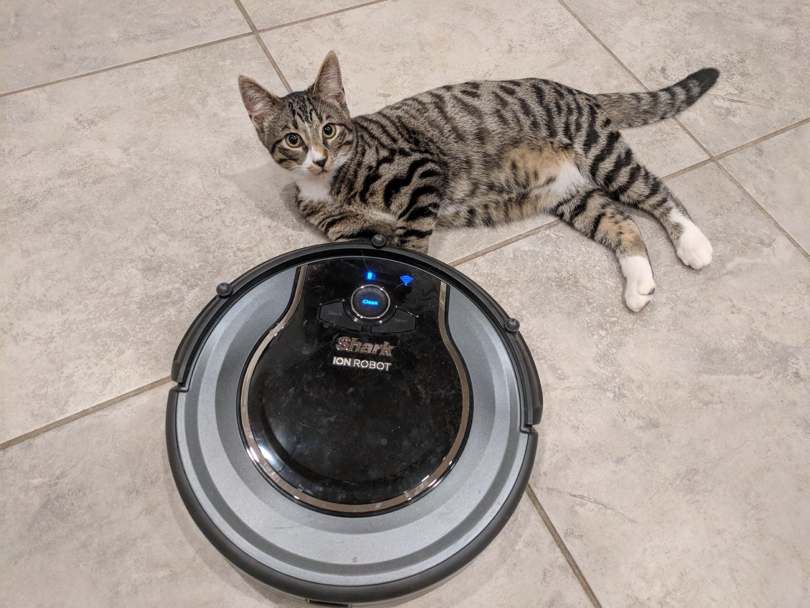 Rescue Kitten Loves Riding Around On Roomba In Hilarious Video The Dodo