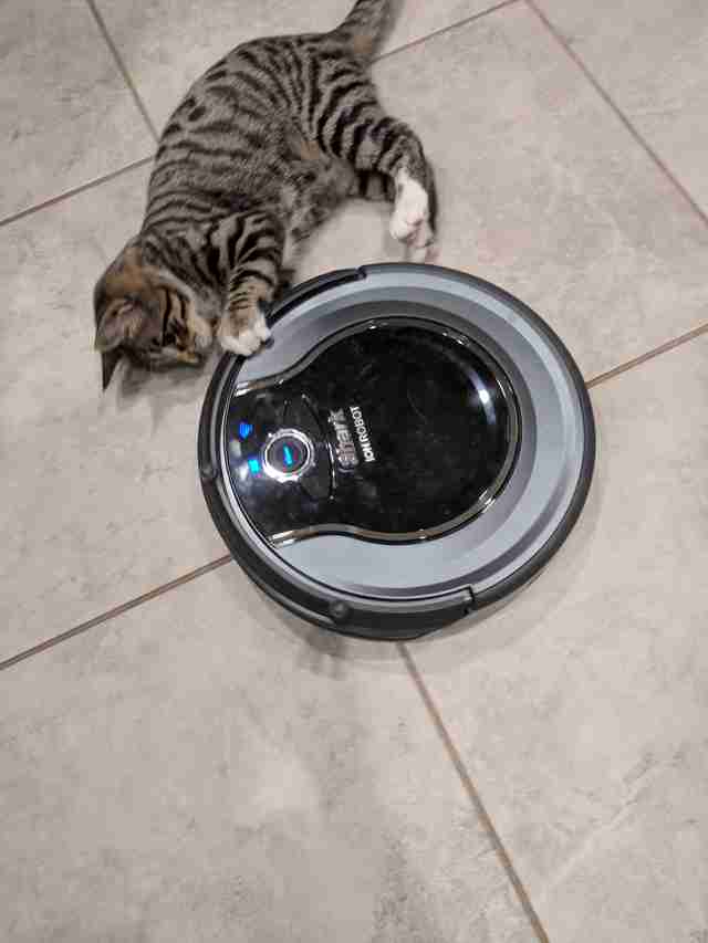 roomba cat toy