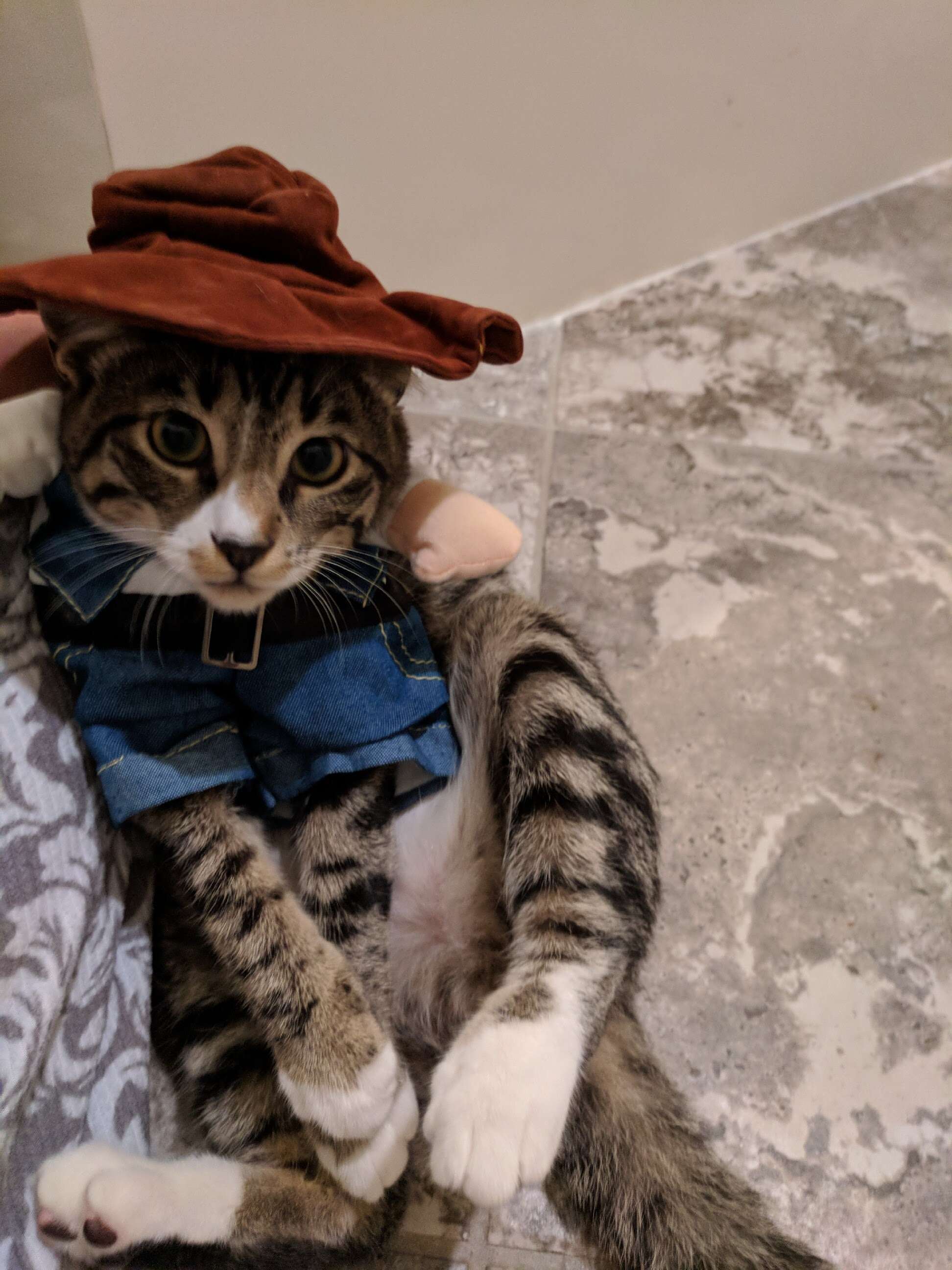 kitten in costume