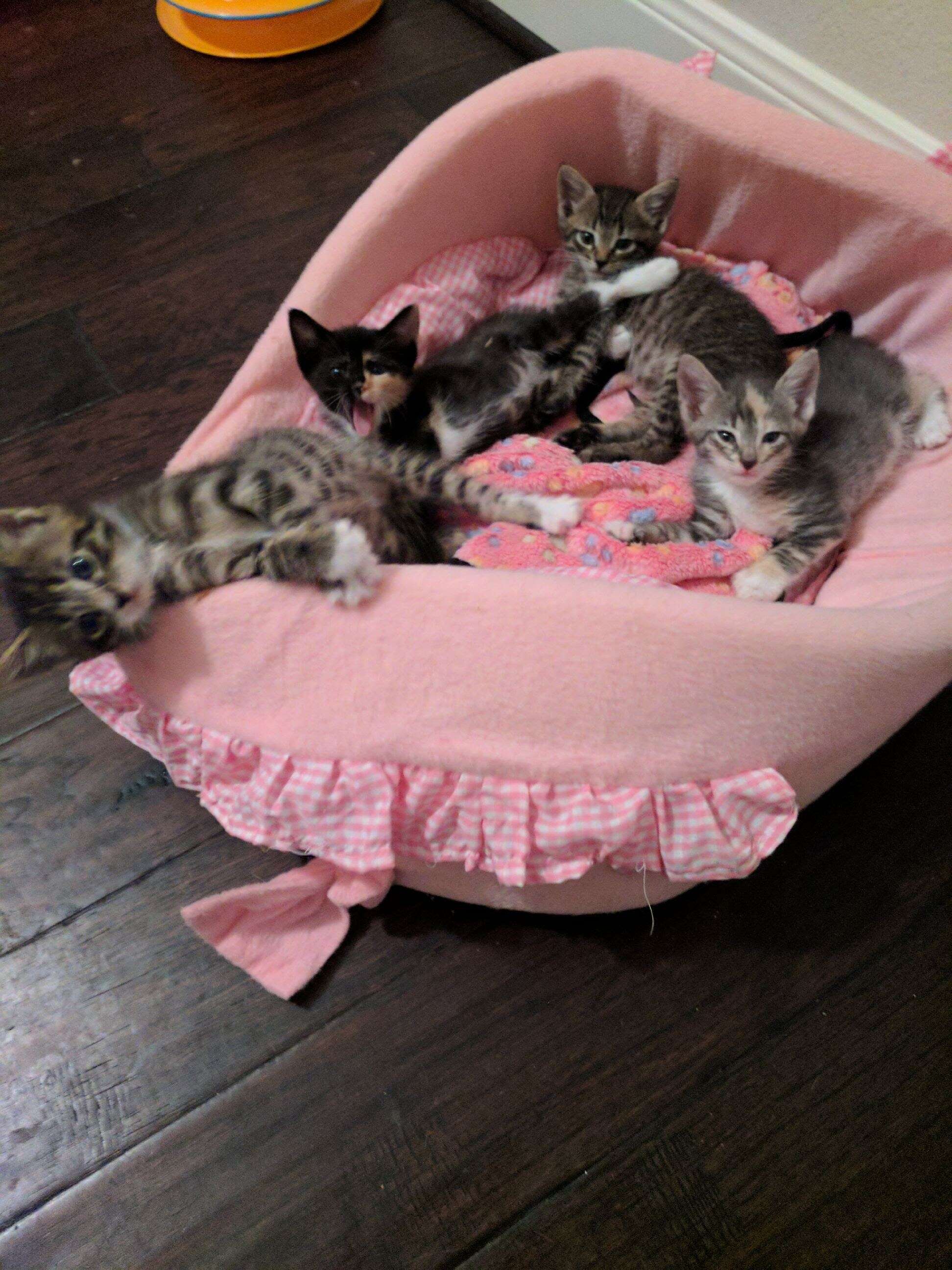 kittens in a pink basket