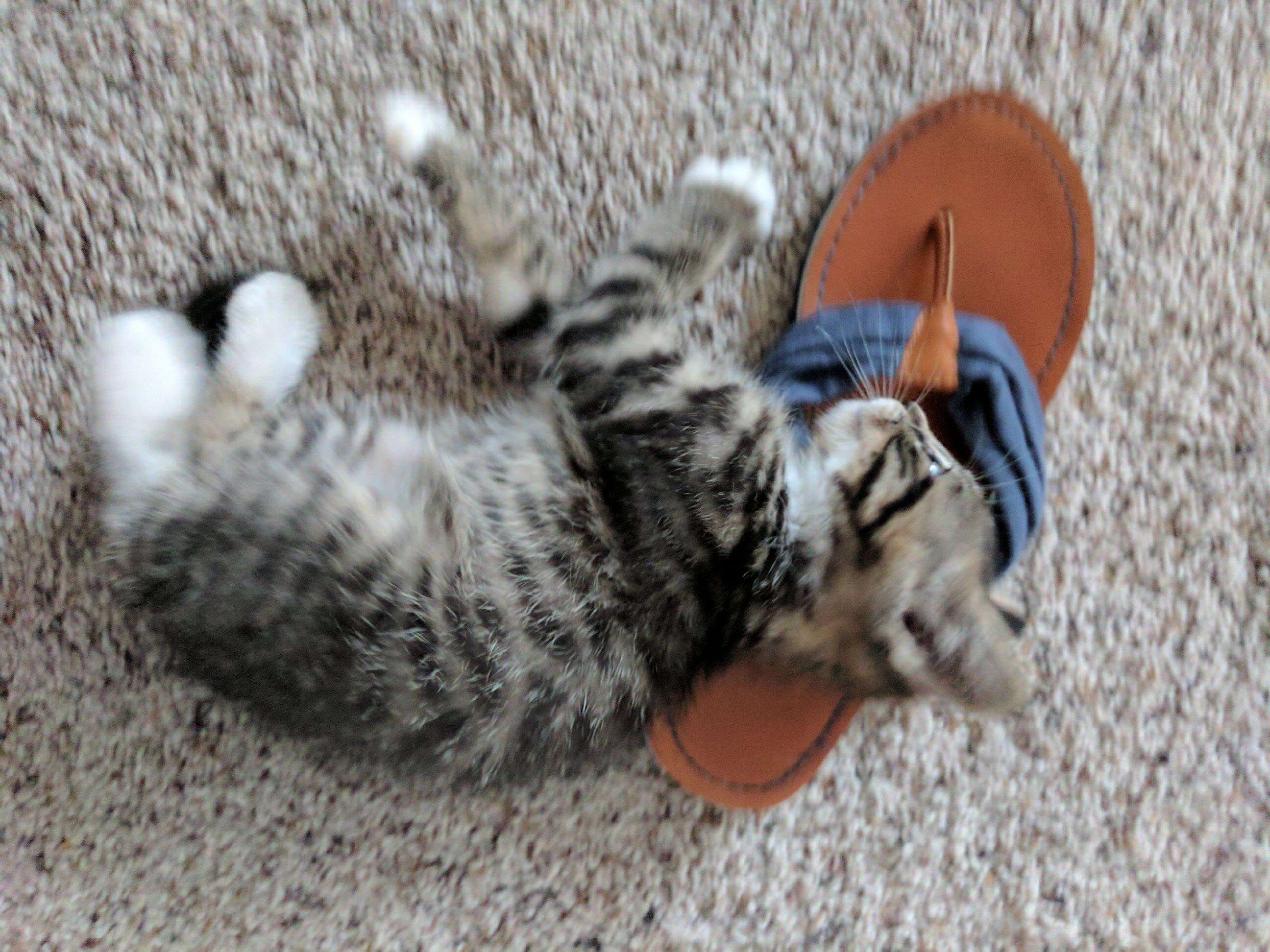 kitten in sandal