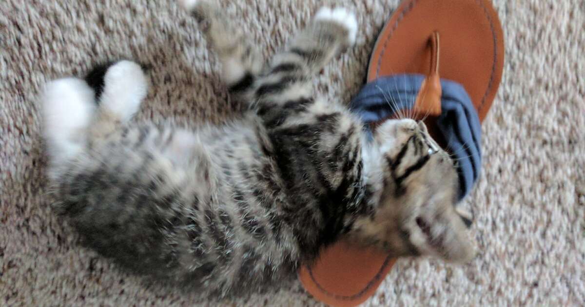 Rescue Kitten Loves Riding Around On Roomba In Hilarious Video - The Dodo