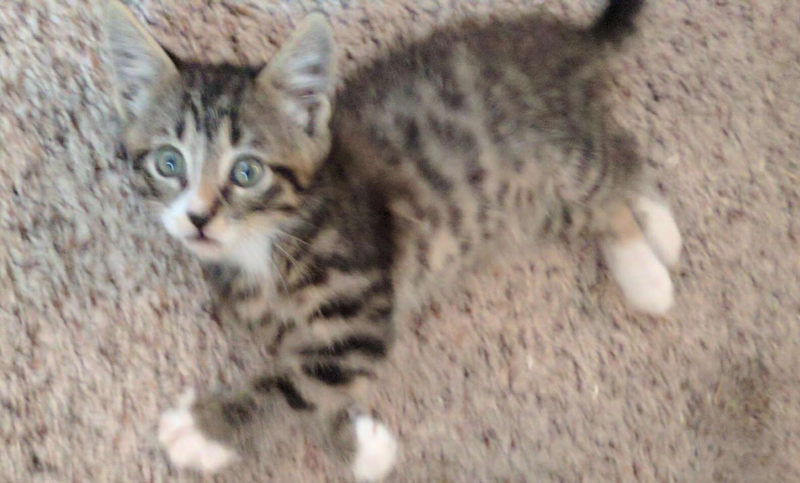 Rescue Kitten Loves Riding Around On Roomba In Hilarious Video - The Dodo