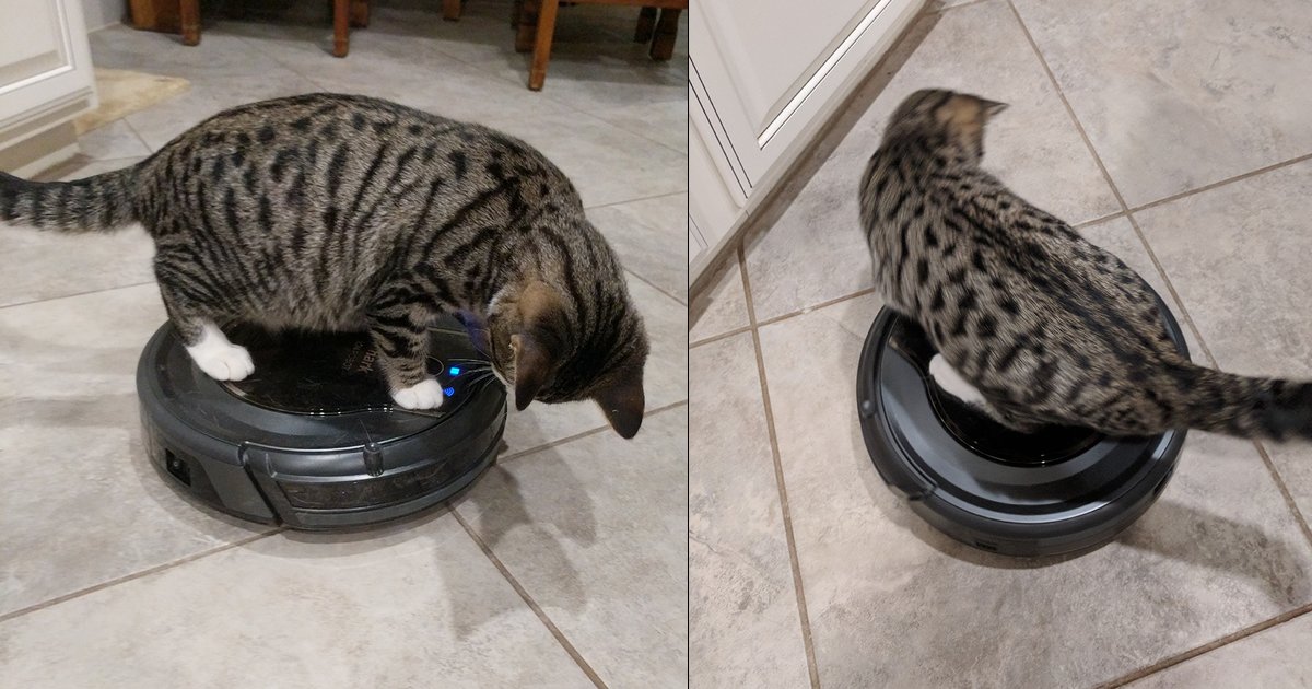 kittens on roomba