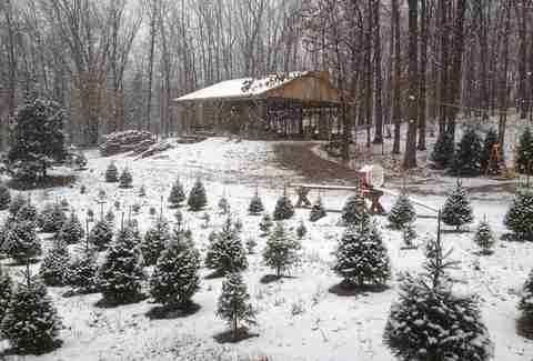 Best Christmas Tree Farms Near NYC: Where to Get a Tree in NJ, CT & More - Thrillist