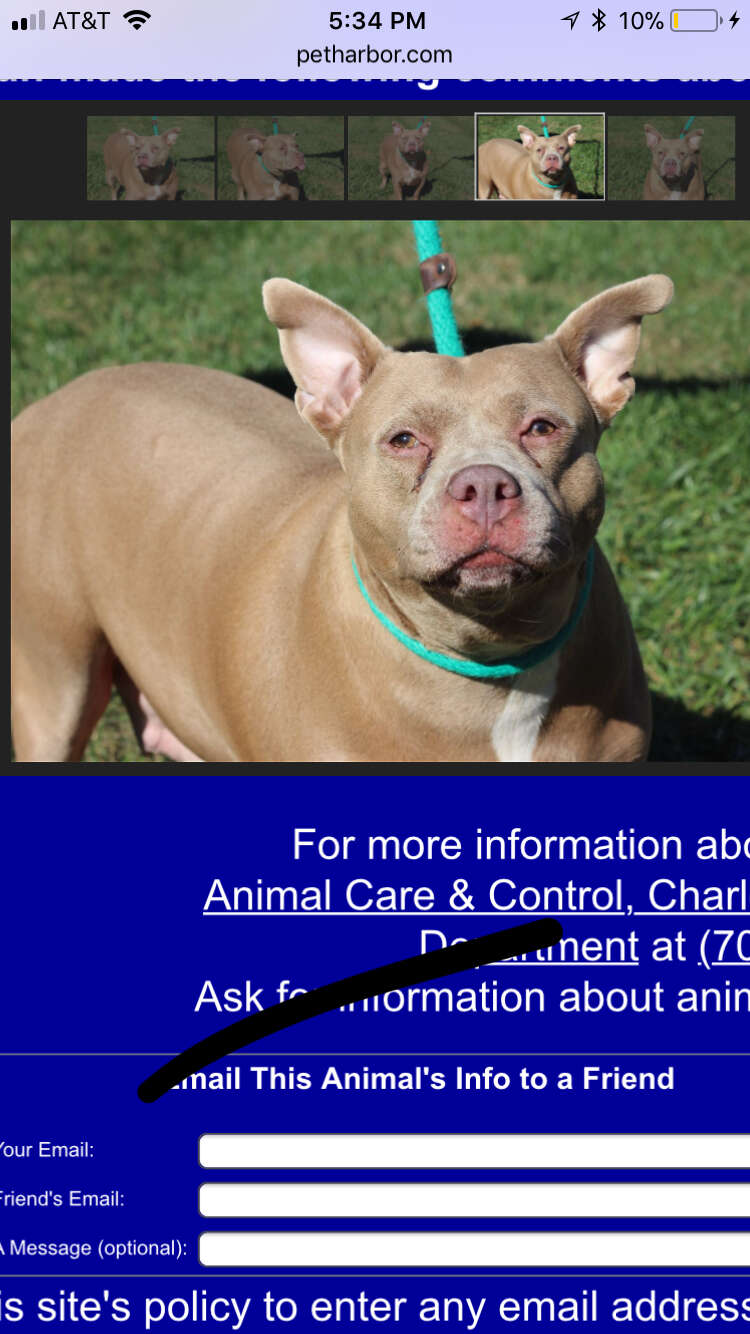 Shelter dog's profile on pound's website