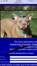Shelter dog's profile on pound's website
