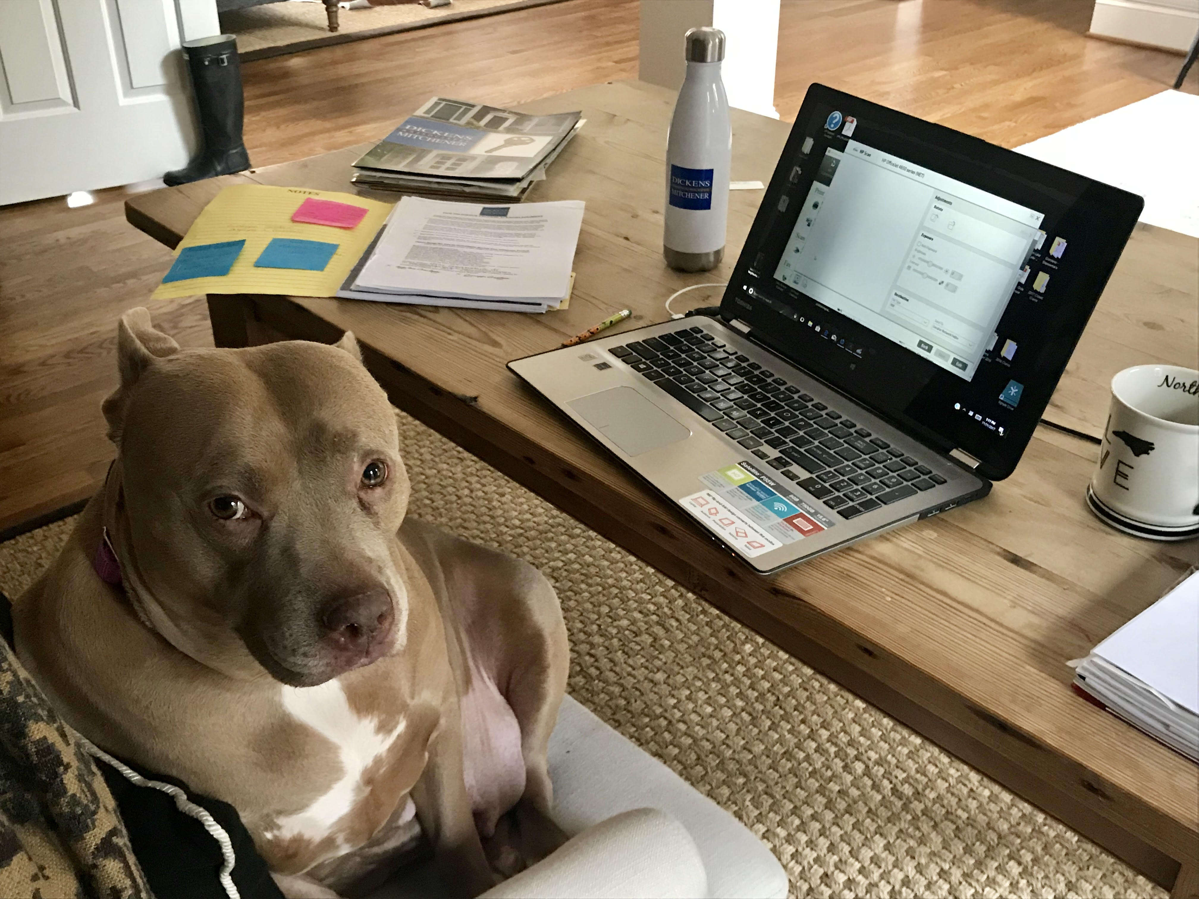 Rescue dog sitting on office chair