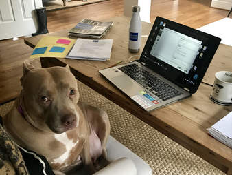 Rescue dog sitting on office chair