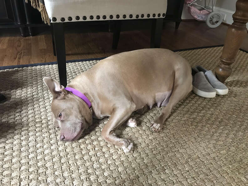Dog lying on carpet