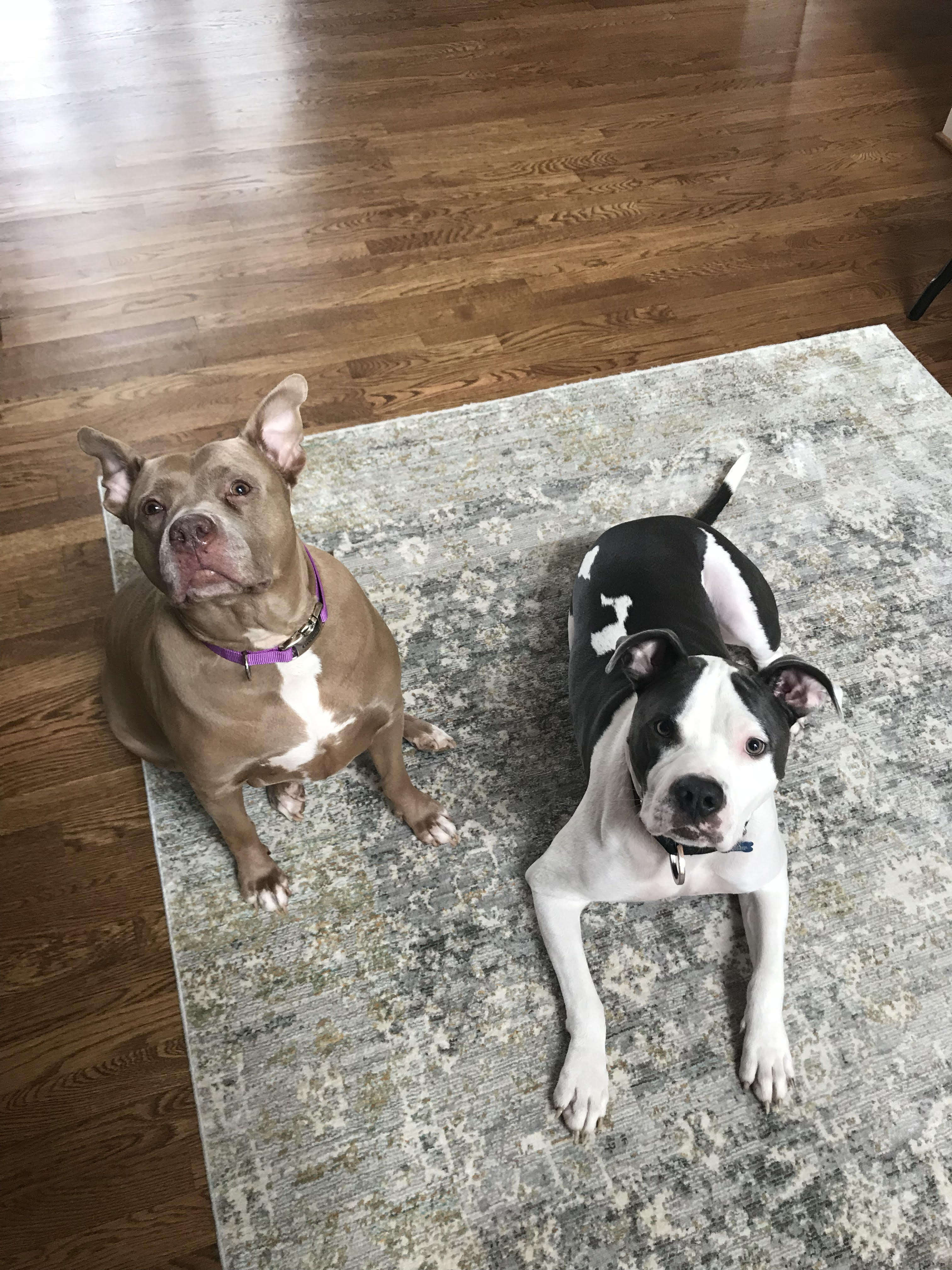 Two dogs sitting next to each other on the carpet