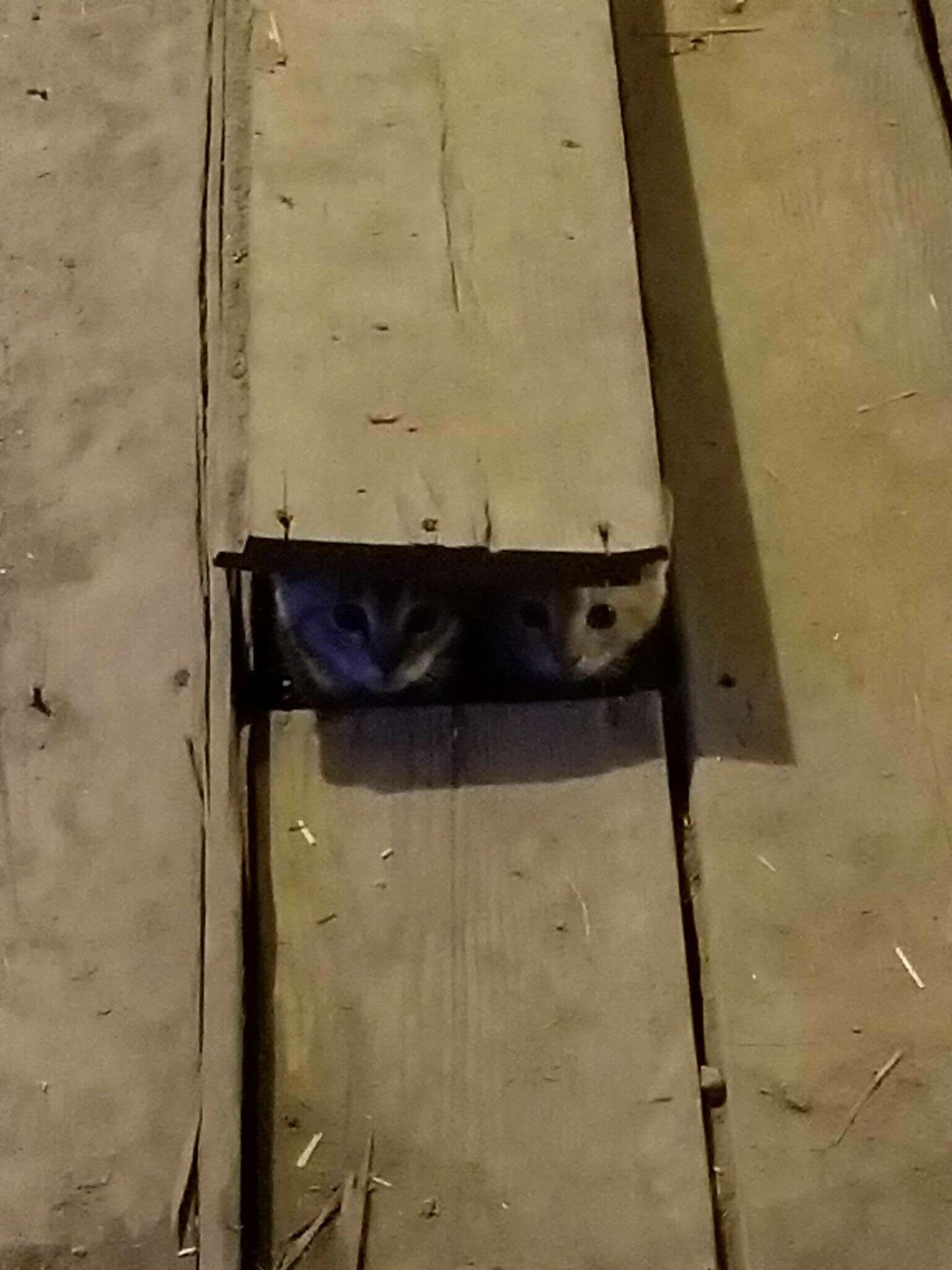 kittens found in chicken coop