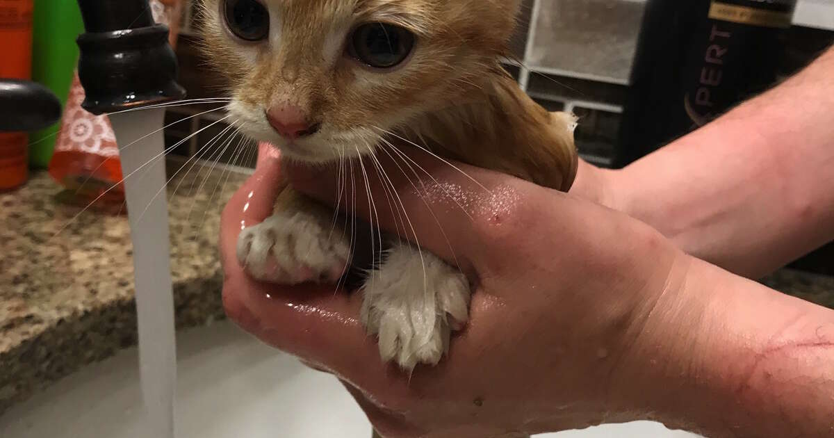 Woman Finds Family Of Kittens Living In Chicken Coop The Dodo