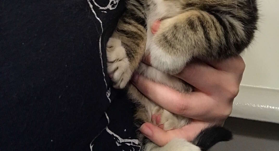 Woman Finds Family Of Kittens Living In Chicken Coop The Dodo