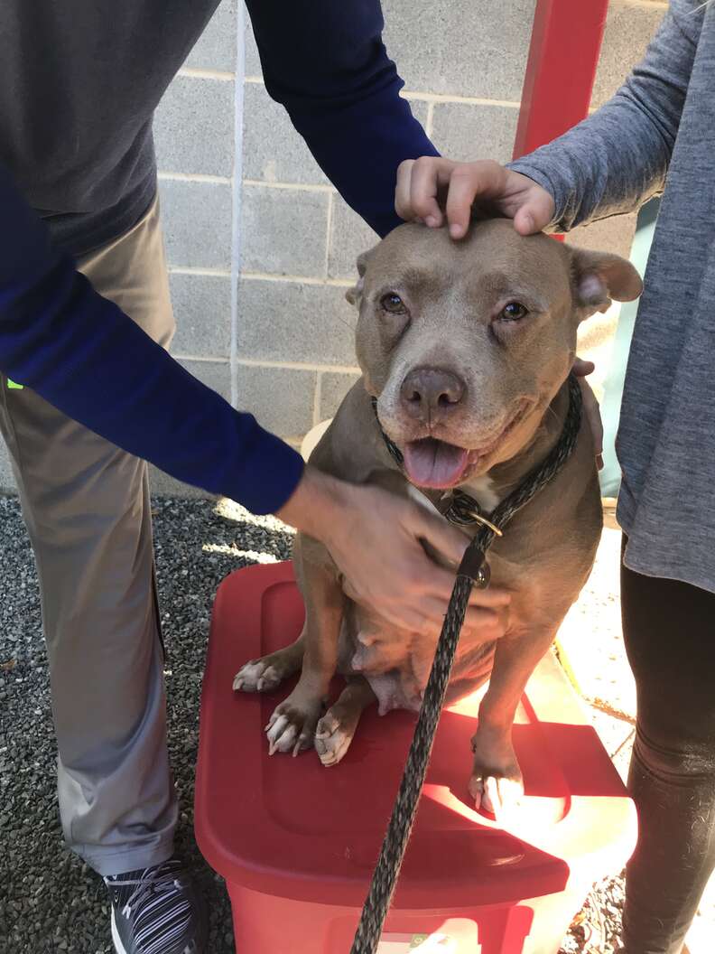Pit bull dog sitting on top of red box