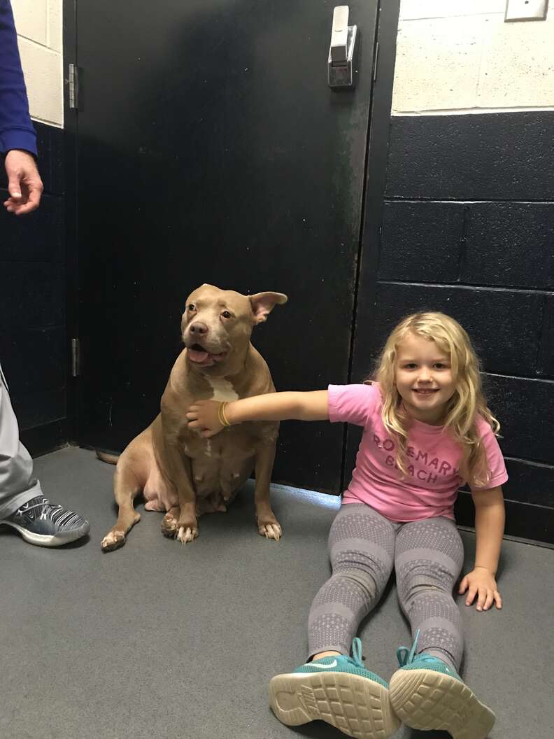 Little girl petting shelter dog