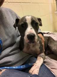 pit bull bait dog rescue bull bait dog rescue