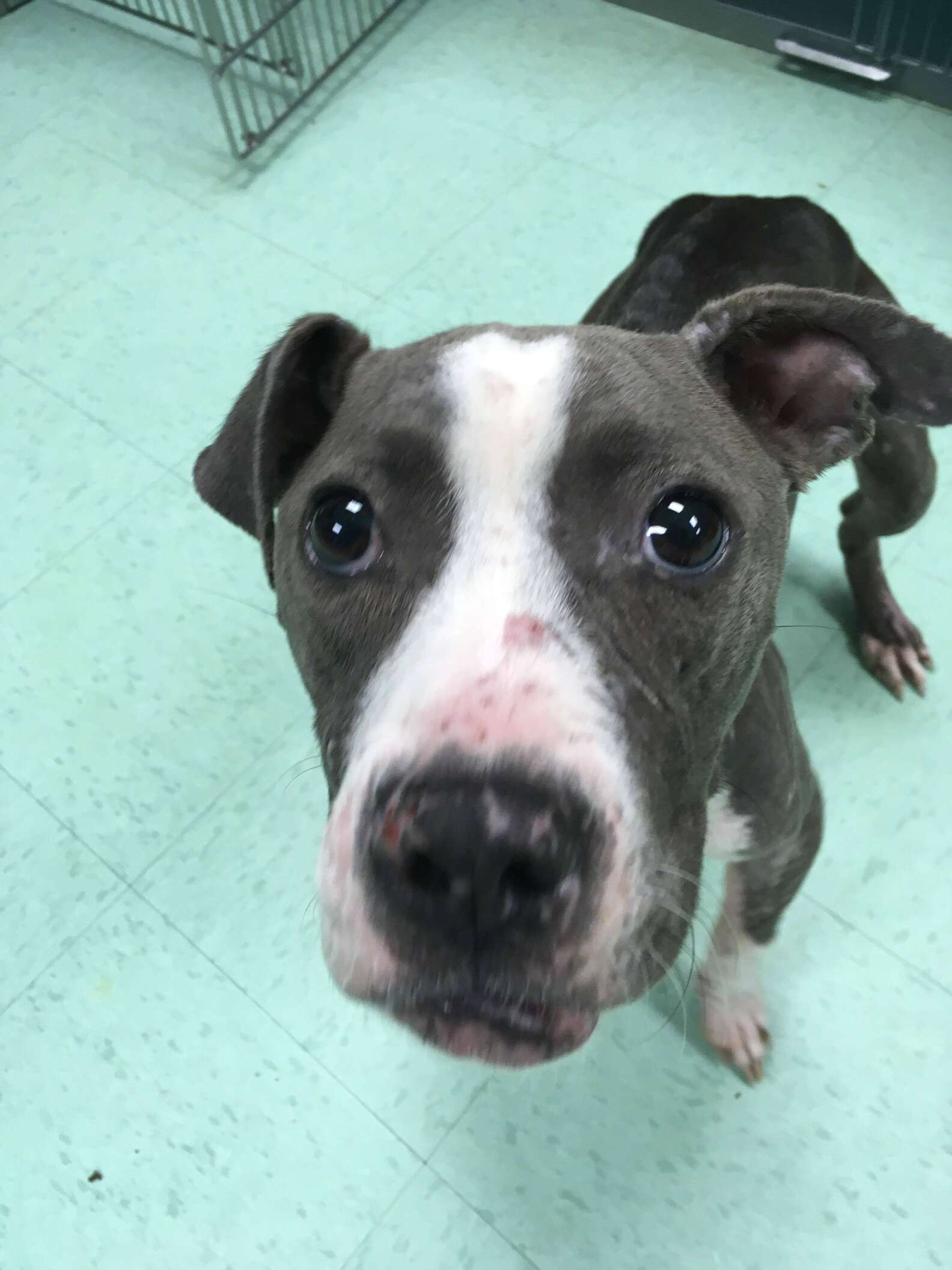 Pit Bull Rescued From Dogfighting Ring So Thankful To Be Safe - The Dodo