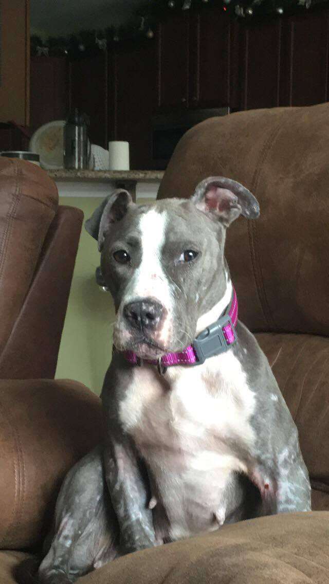 pit bull bait dog rescue