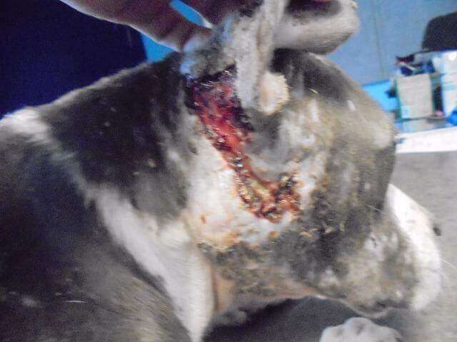 pit bull bait dog rescue