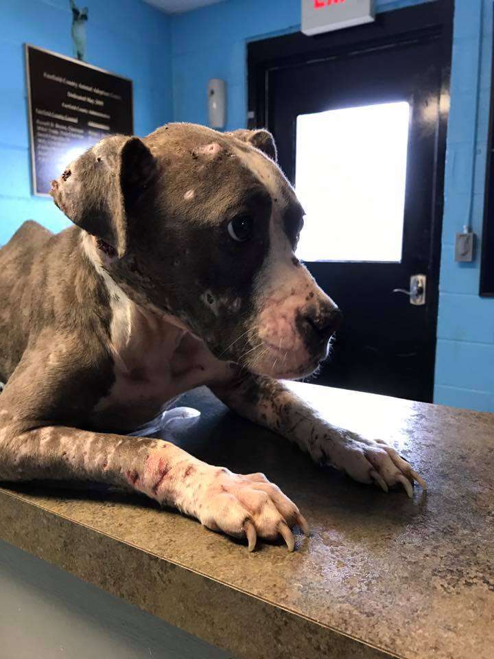 pit bull bait dog rescue