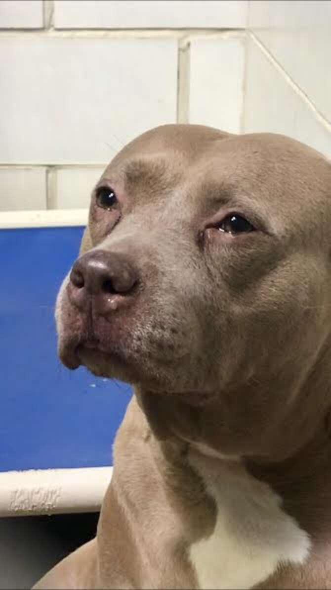 Sad Dog Filmed 'Crying' At Charlotte Shelter Loves Her New Life - The Dodo