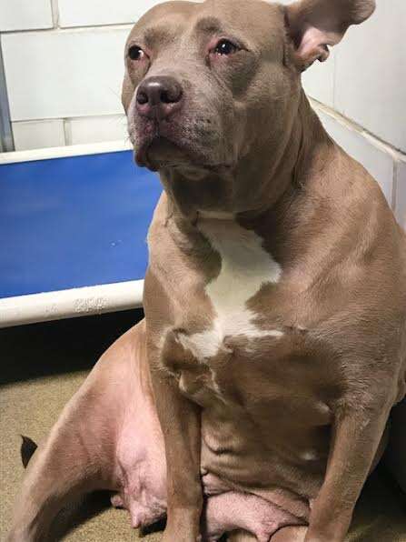 Shelter dog with sad face