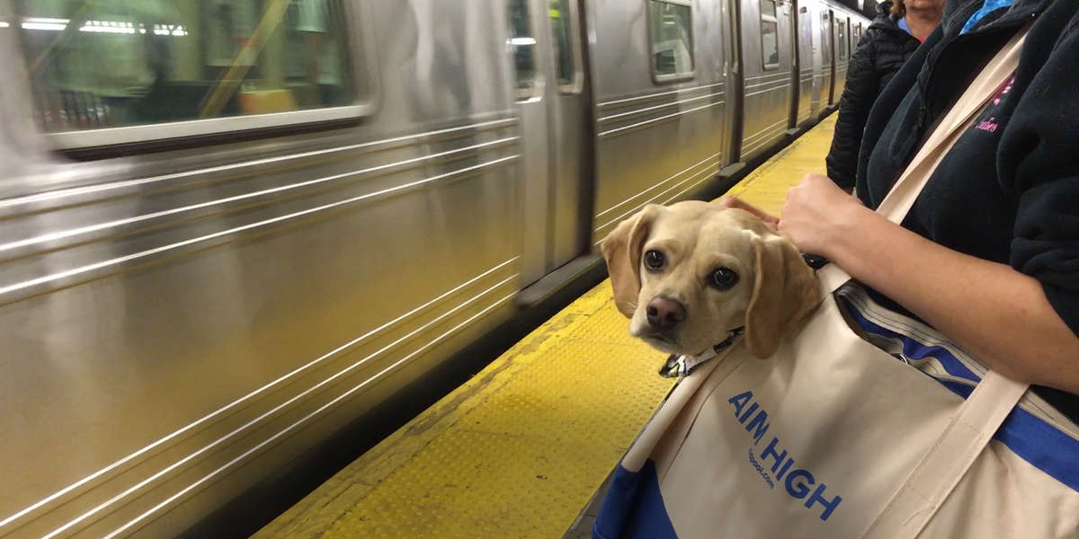 NYC Subway Dog Brightens People's Days - Videos - The Dodo