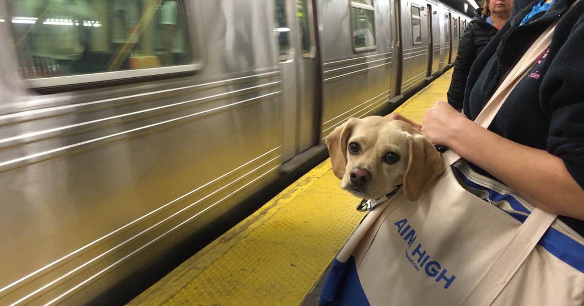 NYC Subway Dog Brightens People's Days Videos The Dodo