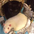 These Rats Are Nannies To Kittens