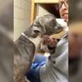 Rescued Bait Dog Can’t Stop Kissing The People Who Saved Her 