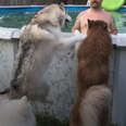 Husky Jumps Into Pool To Get Closer To His Dad